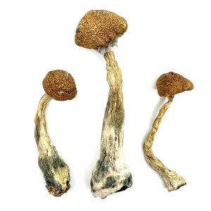 Wavy Z’s Dried Magic Mushrooms Online Canada