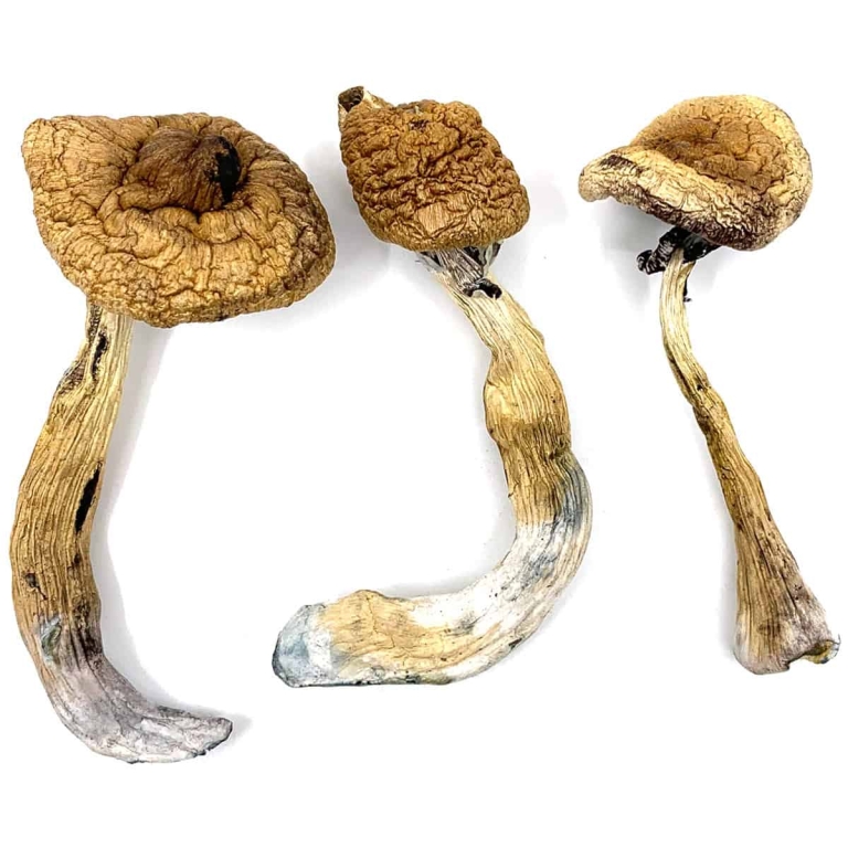 Golden Teacher Magic Mushrooms Canada | 3 Amigos