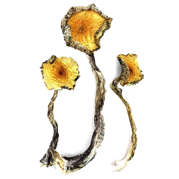 Hillbilly Cubensis Dried Magic Mushrooms Online Canada