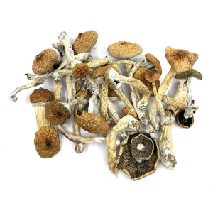 Blue Meanies Dried Magic Mushrooms Online Canada