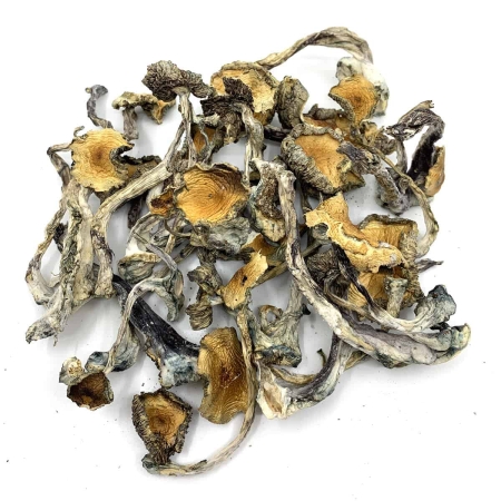 Hillbilly Cubensis Dried Magic Mushrooms Online Canada