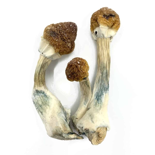 Golden Mammoth Dried Magic Mushrooms Canada