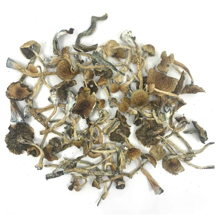 African Transkei Dried Magic Mushrooms Canada