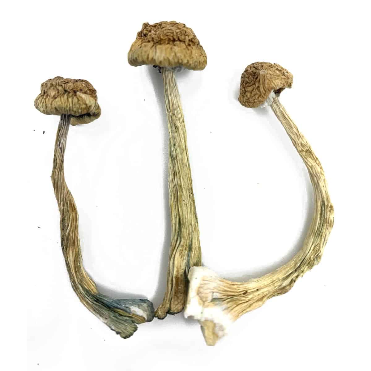 Buy $50 1-2-ounce-specials - Dried Magic Mushrooms Canada