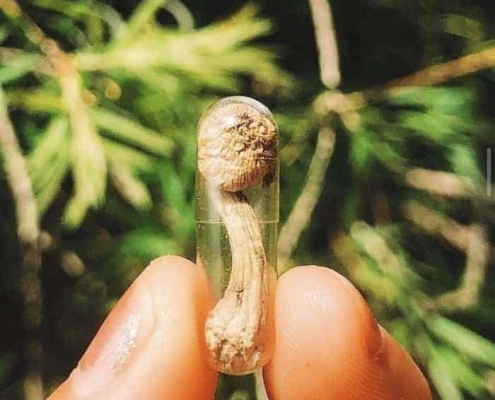 Guide to Microdosing Magic Mushrooms