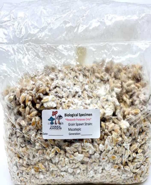 Spawn Mazetepic Magic Mushroom Grow Kits Online Canada