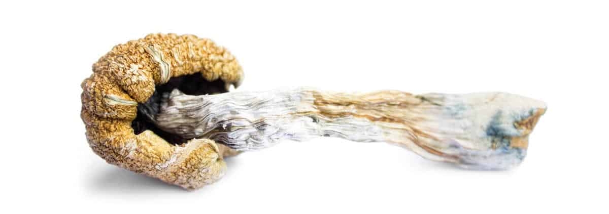 The Ultimate Guide to the Perfect Magic Mushroom Trip