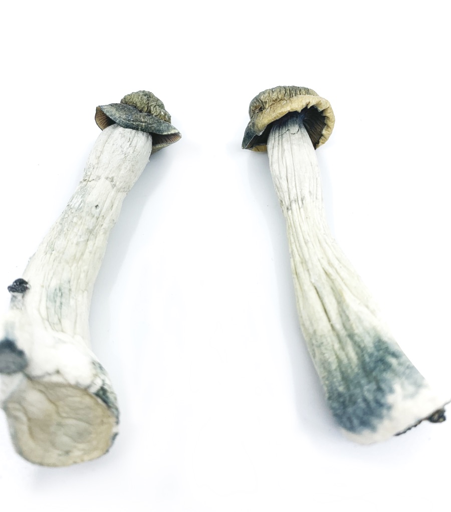 Flying Saucers aka Azurescens - Buy Dried Magic Mushrooms Canada