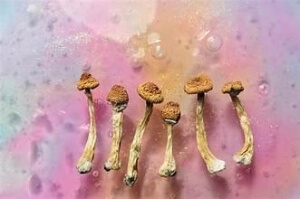 Golden Teachers magic mushrooms