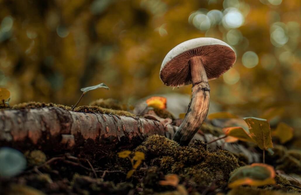 Magic mushroom in forest