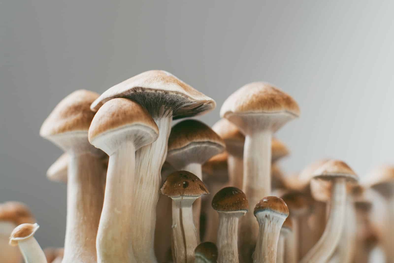Preserving Potency: Do Psychedelic Mushrooms Expire?