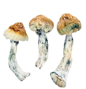 Golden Teachers 