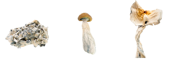 Psilocybin Effects