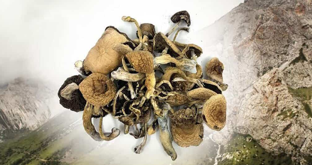 mushrooms