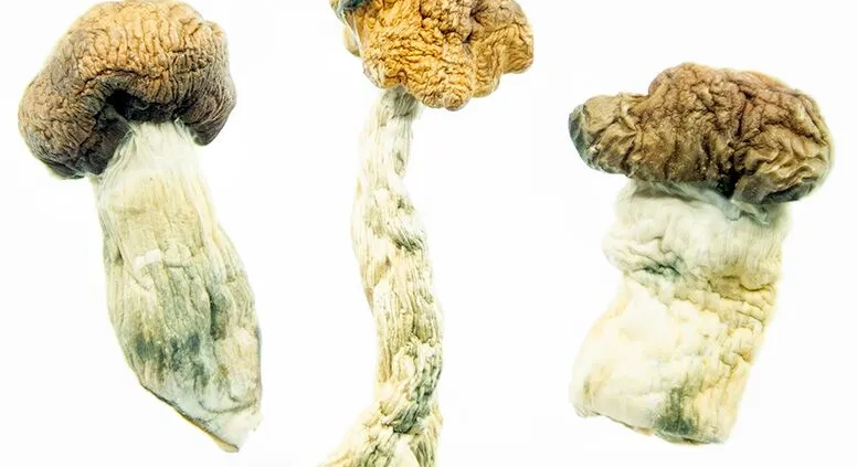 Dried mushrooms vs gummies