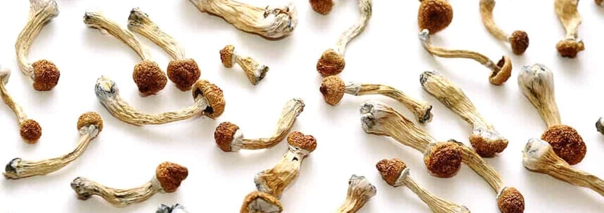 Buying Dried Magic Mushrooms Online Canada