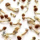 Buying Dried Magic Mushrooms Online Canada